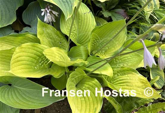 Hosta Sumsational